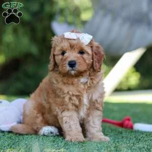 Emma, Cavapoo Puppy